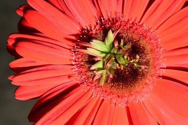 Güzel, parlak Gerbera çiçeği, yakın çekim, stüdyo çekimi. 