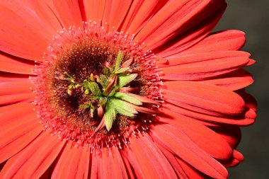 Güzel, parlak Gerbera çiçeği, yakın çekim, stüdyo çekimi. 