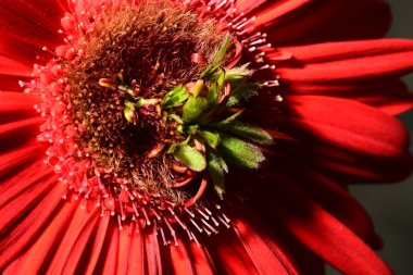 Güzel, parlak Gerbera çiçeği, yakın çekim, stüdyo çekimi. 