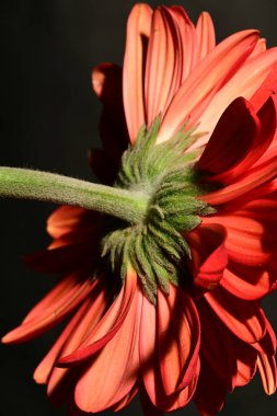 Siyah arka planda güzel parlak gerbera çiçeği, yakın plan.