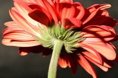 Güzel, parlak Gerbera çiçeği, yakın çekim, stüdyo çekimi. 