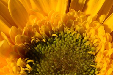 Güzel, parlak Gerbera çiçeği, yakın çekim, stüdyo çekimi. 