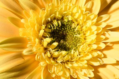 Güzel, parlak Gerbera çiçeği, yakın çekim, stüdyo çekimi. 