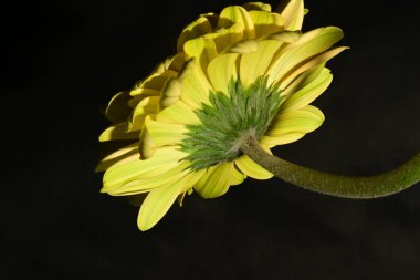 Siyah arka planda güzel parlak gerbera çiçeği, yakın plan.