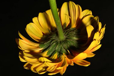 Siyah arka planda güzel parlak gerbera çiçeği, yakın plan.