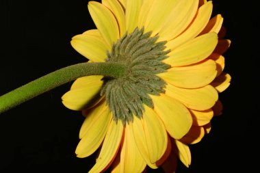 Siyah arka planda güzel parlak gerbera çiçeği, yakın plan.