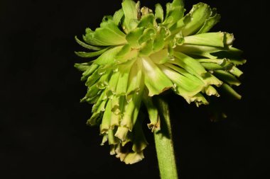 Rosa Viridiflora çiçeğinin koyu arkaplanını kapat