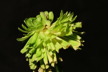 close up of Rosa Viridiflora flower on dark background clipart