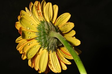 Siyah arka planda güzel parlak gerbera çiçeği, yakın plan.