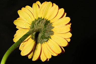 Siyah arka planda güzel parlak gerbera çiçeği, yakın plan.