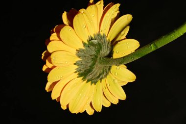 Siyah arka planda güzel parlak gerbera çiçeği, yakın plan.