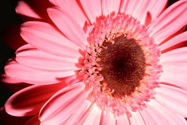Güzel pembe Gerbera çiçeği, yakın çekim, stüdyo çekimi 