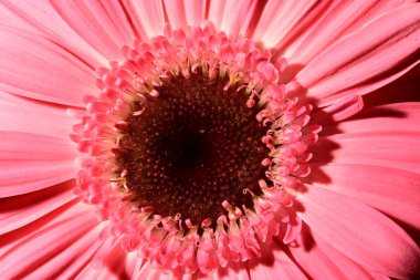 Güzel pembe Gerbera çiçeği, yakın çekim, stüdyo çekimi 