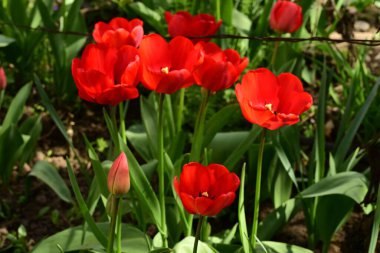 Bahçedeki kırmızı laleler