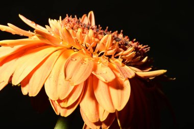 Siyah arka planda güzel parlak gerbera çiçeği, yakın plan.