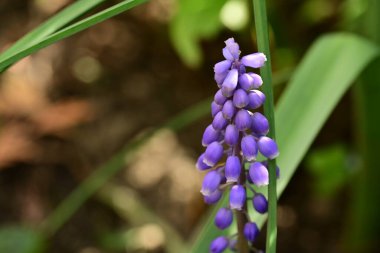 Bahçedeki güzel çiçekler