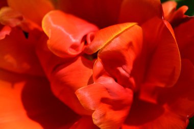 Bahçede büyüyen güzel bir bahar lalesi çiçeği 