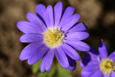 Bahçedeki güzel çiçekler