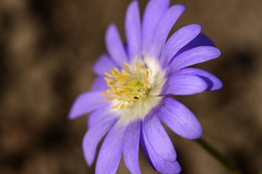 Mavi çiçek yaklaş