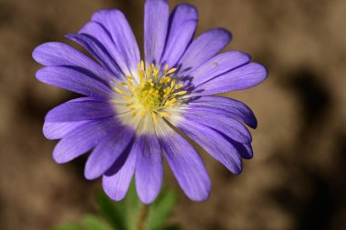 Parktaki güzel mor çiçekleri kapat.