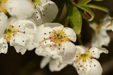 Bahçedeki ağaçta güzel kiraz çiçeklerine yakın.