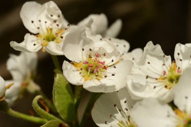 Bahçedeki ağaçta güzel kiraz çiçeklerine yakın.