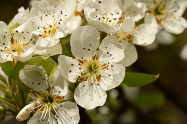 Bahçedeki ağaçta güzel kiraz çiçeklerine yakın.