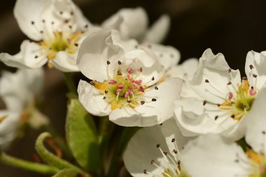 Bahçedeki ağaçta güzel kiraz çiçeklerine yakın.