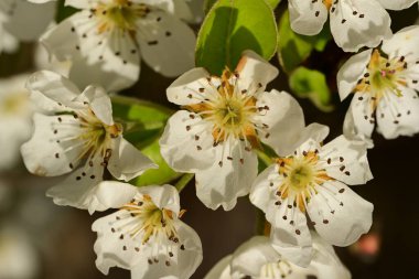 Bahçedeki ağaçta güzel kiraz çiçeklerine yakın.