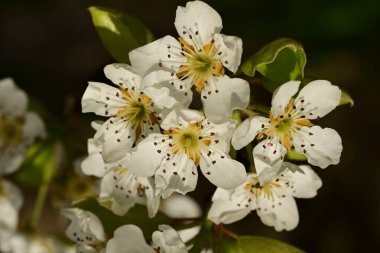 Bahçedeki ağaçta güzel kiraz çiçeklerine yakın.