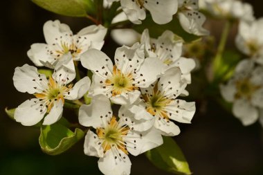 Bahçedeki ağaçta güzel kiraz çiçeklerine yakın.