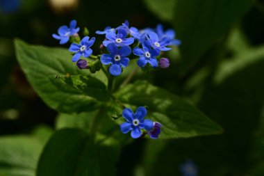 Mavi çiçek - unut - beni - çiçek değil.