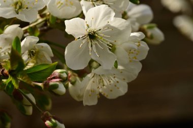 Bahçedeki ağaçta güzel kiraz çiçeklerine yakın.