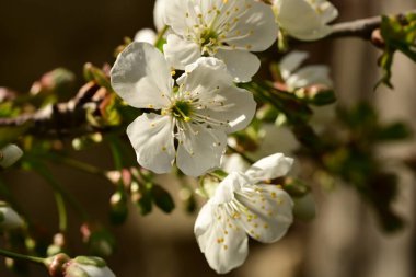 Bahçedeki ağaçta güzel kiraz çiçeklerine yakın.