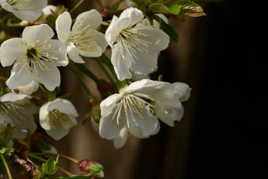 Bahçedeki ağaçta güzel kiraz çiçeklerine yakın.