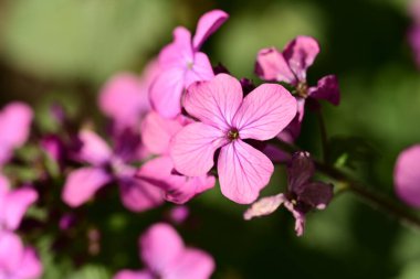 Bahçedeki güzel çiçekler
