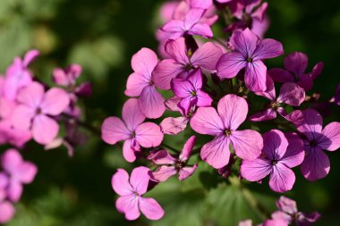 Bahçedeki güzel çiçekler