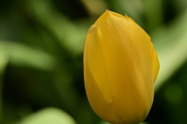 Bahçede büyüyen güzel bir bahar lalesi çiçeği 