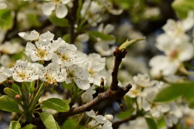 Bahçedeki ağaçta güzel kiraz çiçekleri