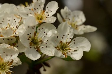 Bahçedeki ağaçta güzel kiraz çiçekleri