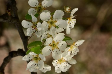 Bahçedeki ağaçta güzel kiraz çiçekleri