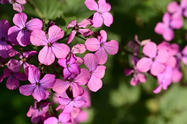 Bahçedeki pembe çiçekler