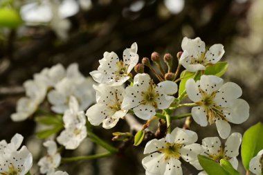 Bahçedeki ağaçta güzel kiraz çiçekleri