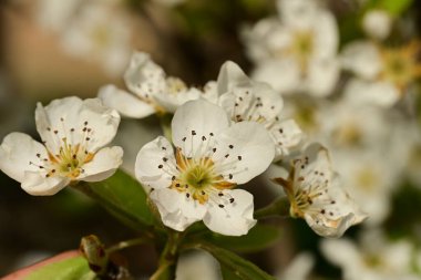 Bahçedeki ağaçta güzel kiraz çiçekleri