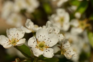 Bahçedeki ağaçta güzel kiraz çiçekleri