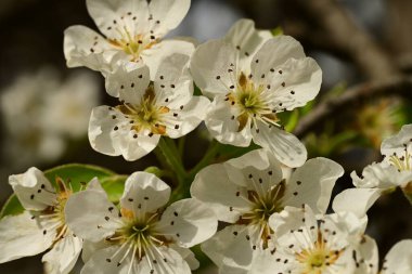 Bahçedeki ağaçta güzel kiraz çiçekleri