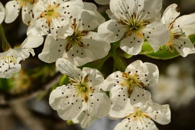 Bahçedeki ağaçta güzel kiraz çiçekleri