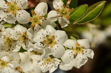 Bahçedeki ağaçta güzel kiraz çiçekleri