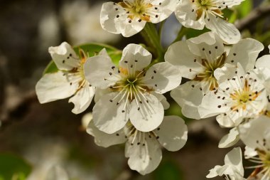 Bahçedeki ağaçta güzel kiraz çiçekleri
