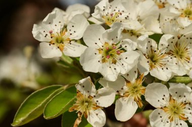 Bahçedeki ağaçta güzel kiraz çiçekleri